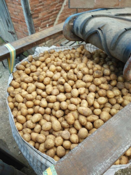 Cartofi sămânța Paradiso