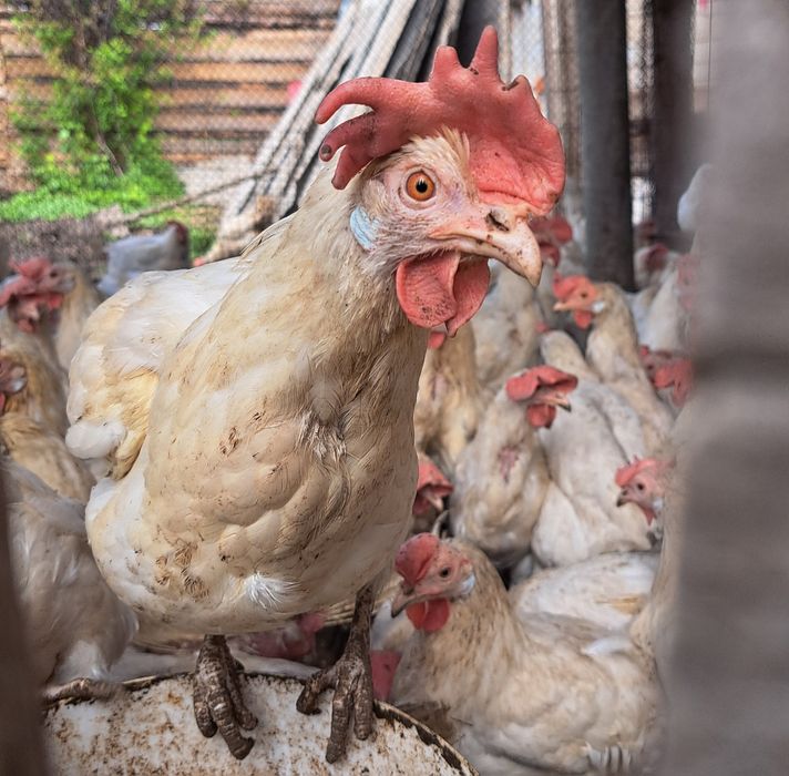 Кур-несушек Пивзавод
