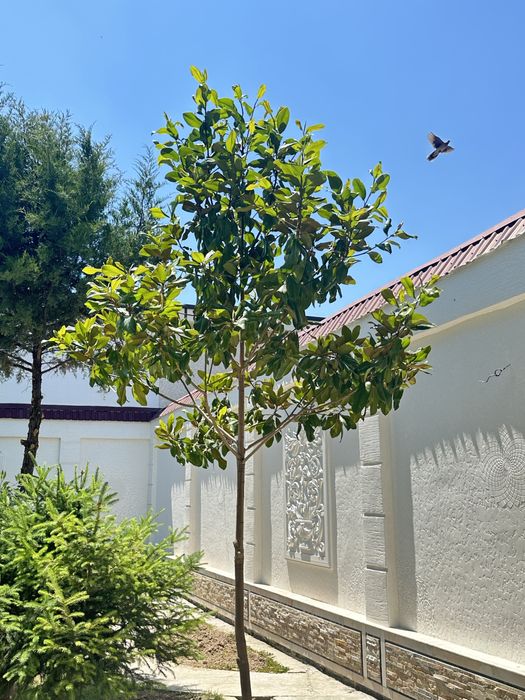 2ta Mangoliya sotiladi