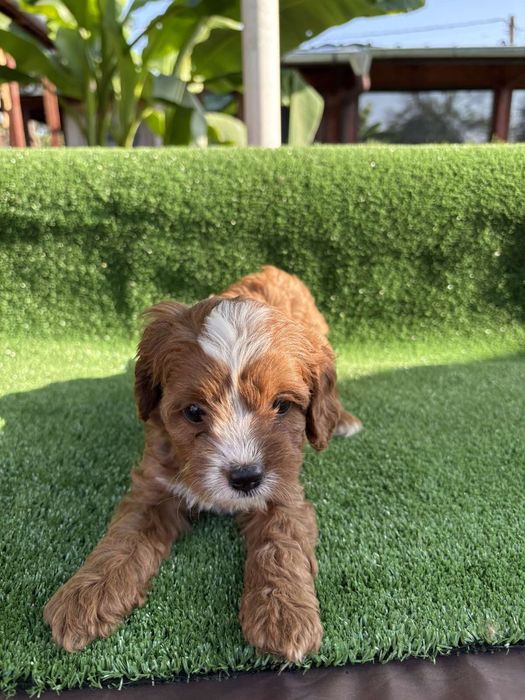 Кавапу (Cavapoo)