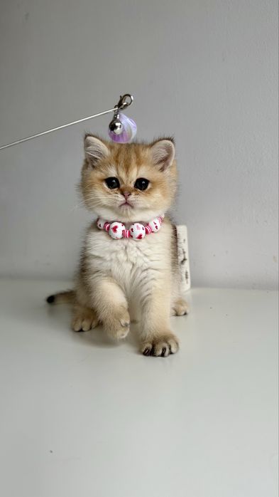 Fetita British Shorthair Chinchilla Gold - Certificat Pedigree