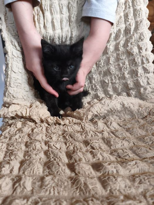Прелестные котята