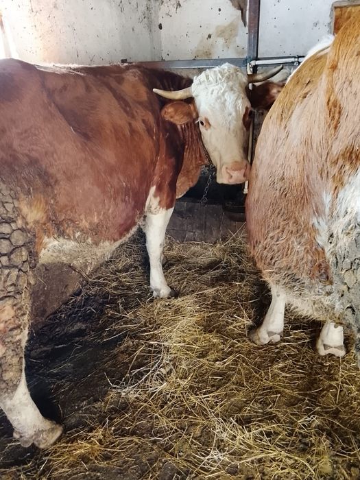 Vînd o vacă de 4 Ani