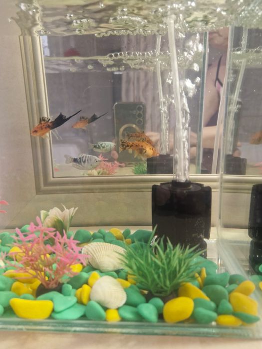 Продам аквариум с рыбками