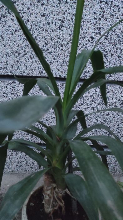 Палма Юка, висока 70 см