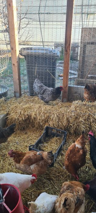 Vând Gaini Australop Albastru  și Playmonth Alb