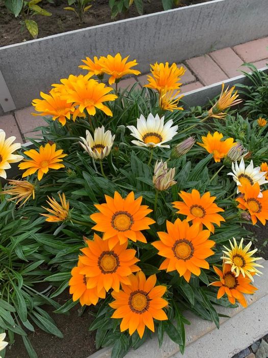 Рассада цветка Газанья