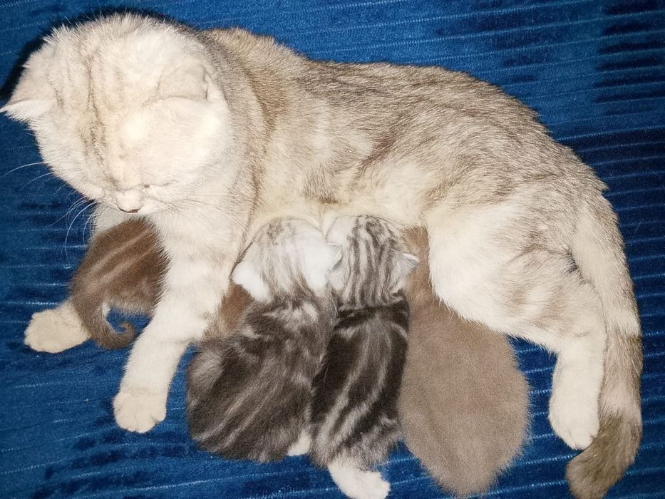 Котята фолды и страйт