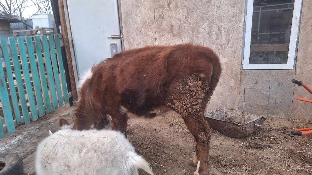 Сиыр ешкі көргендер бар ма?