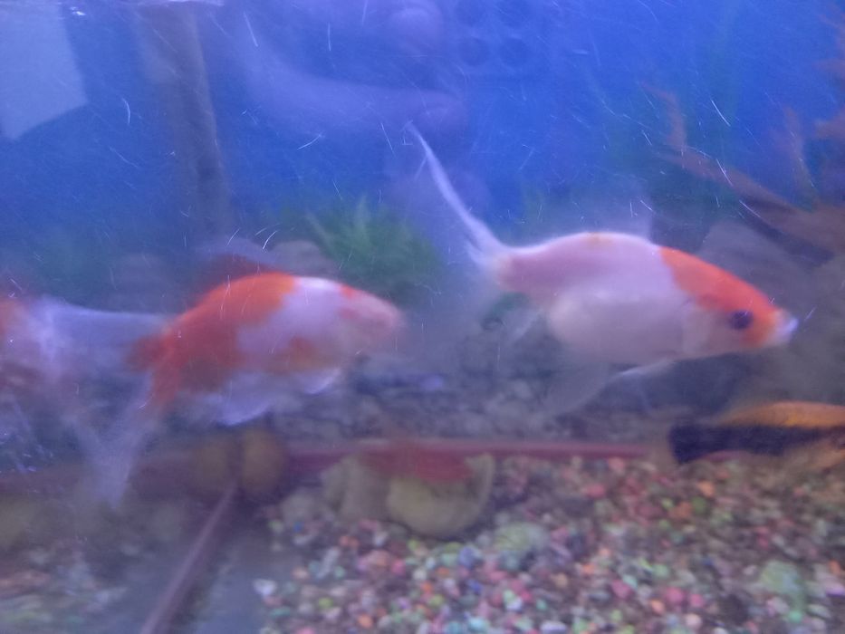 Акварюм с 4 рыбами и 2улитки