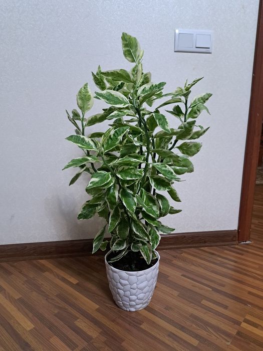 Комнатные  цветы