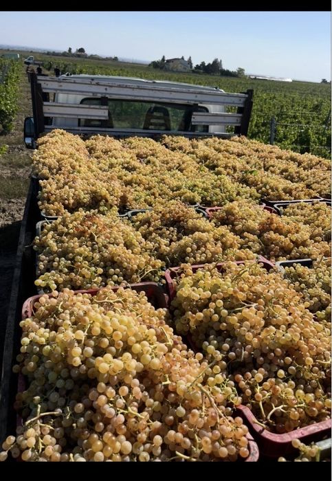Struguri de vin