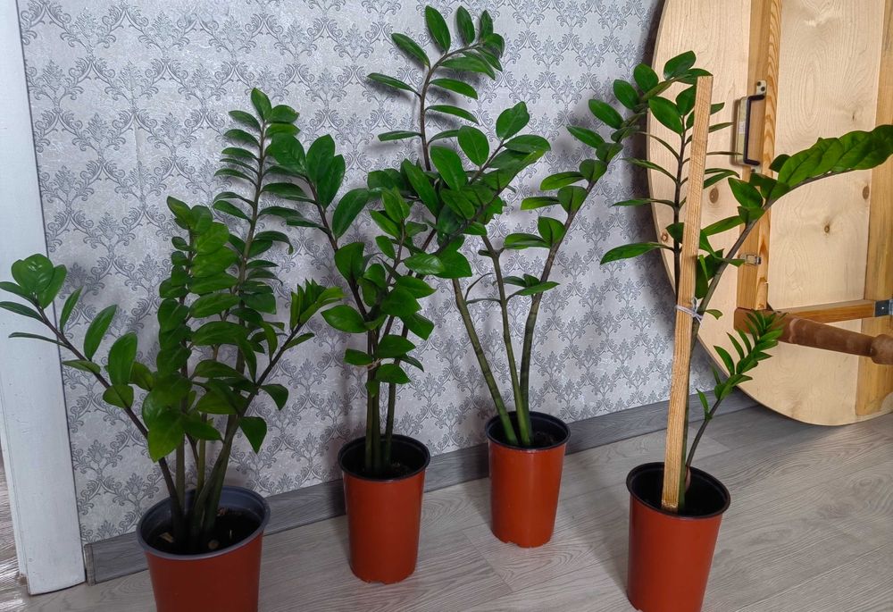 Цветы и Растения