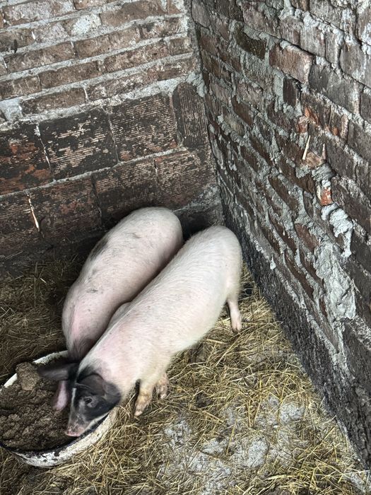 Продавам малки прасета