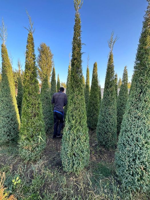 Арча маживелник 3.5м