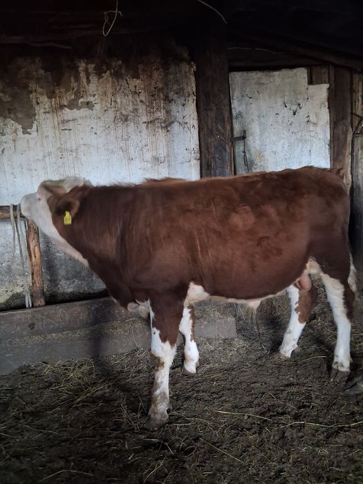 Бұқа сатылады 3 бас