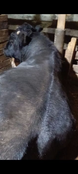 Ангус бык на племя возраст два +