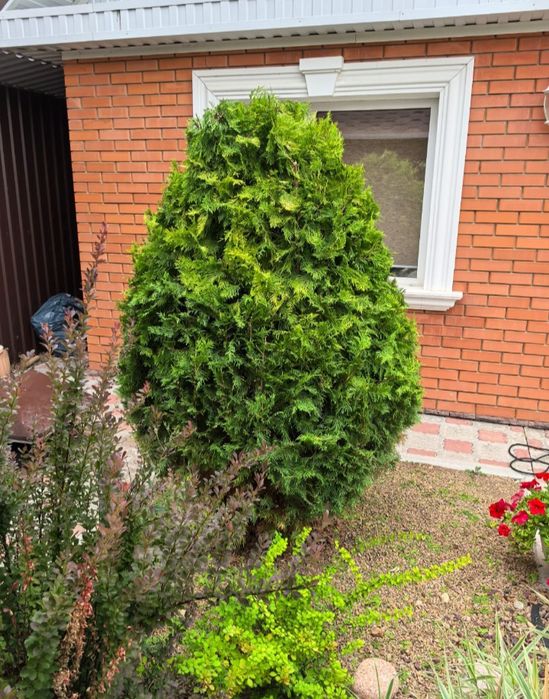 Работы по кронированию деревьев и кустов