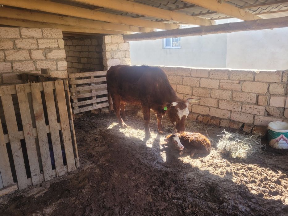 Бузаулы сиыр сатылады