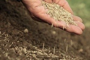 Газоны и ландшафтный дизайн оплата наличными и перечисления
