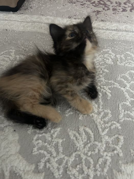 Котята бесплатно в добрые руки