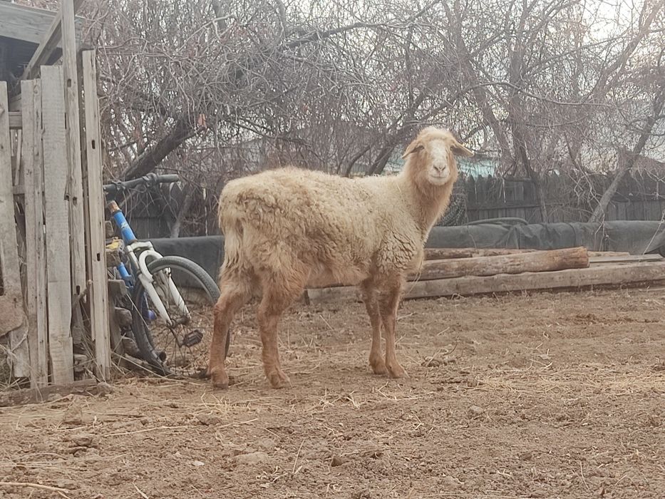 Продам қой сатылады