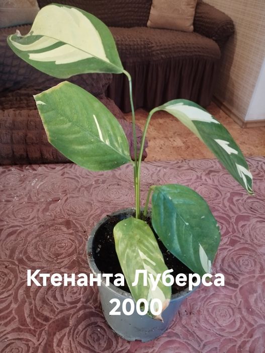 Продам комнатные растения