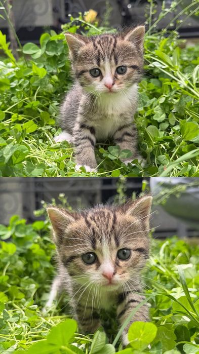 Отдам котят добрые руки