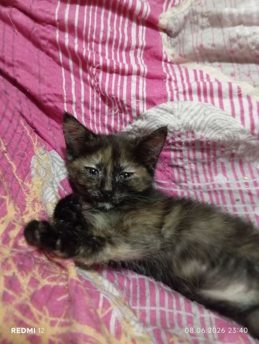 Отдам котят в добрые руки