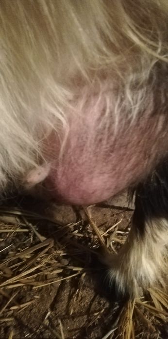 Ешкі сатылады сүтты