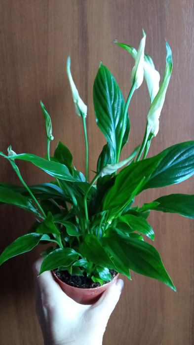 Продам комнатные растения