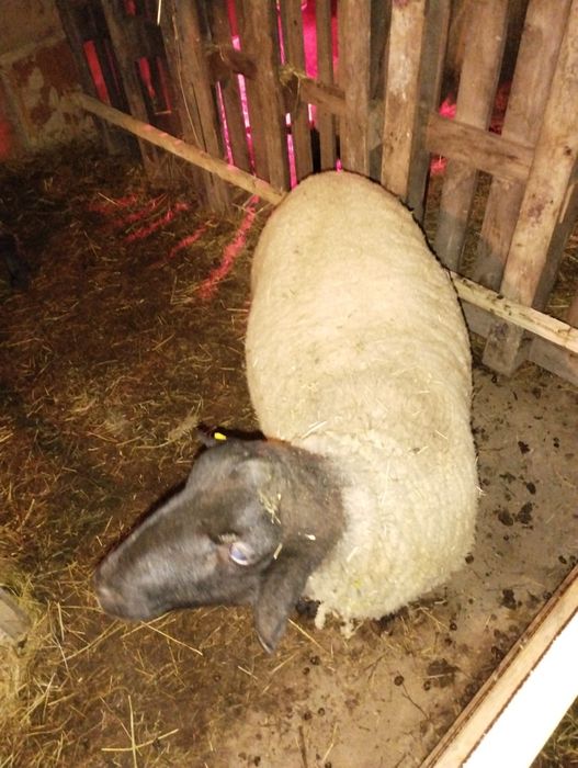 Berbec Sufolk la a doua montă