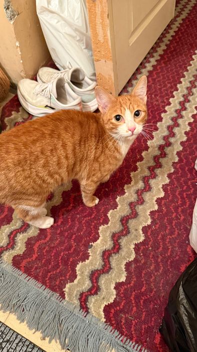 Кот мальчик рыжий