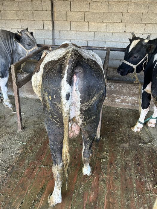 5 бас Семіз бұқалар бар