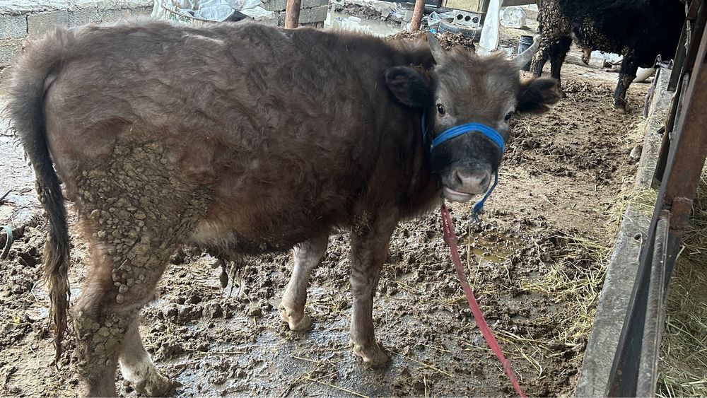 Быр жарым жасар бұқа сатылады