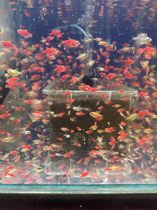 Аквариумные рыбки Тернеция и Анцитрус