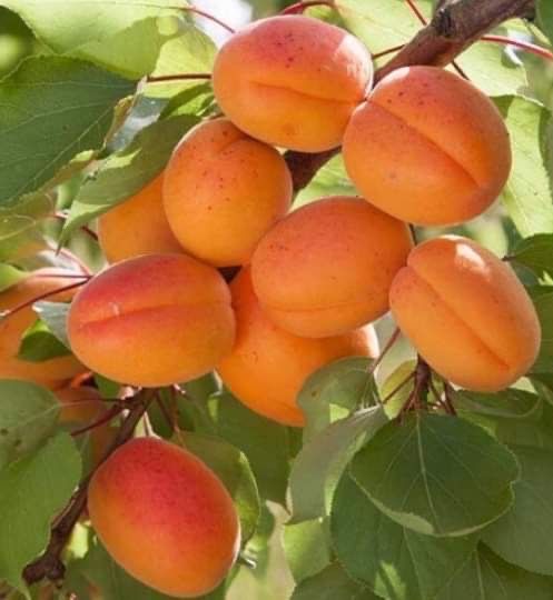 Pomi Fructiferi Altoiți anul 3 la Pepiniera Cătăplant