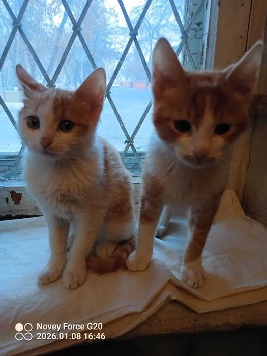 Отдаются котята.