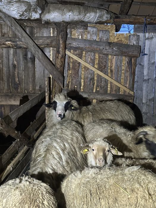 Vand berbec bun pentru prasala !