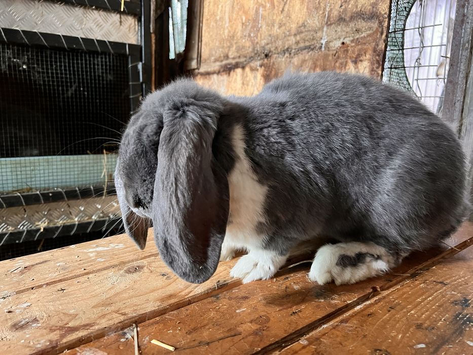 Mascul Berbec German