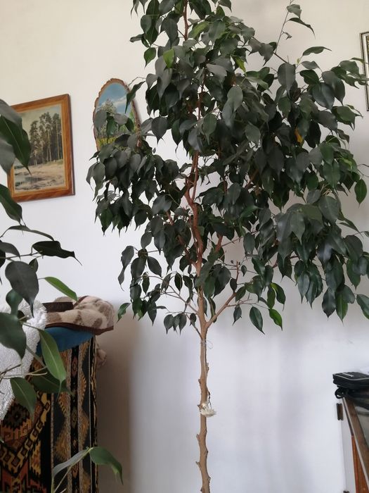 Продам фикусы Бенджамина