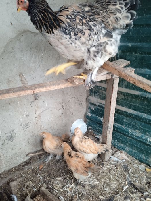 Кара Шахзода ва брама