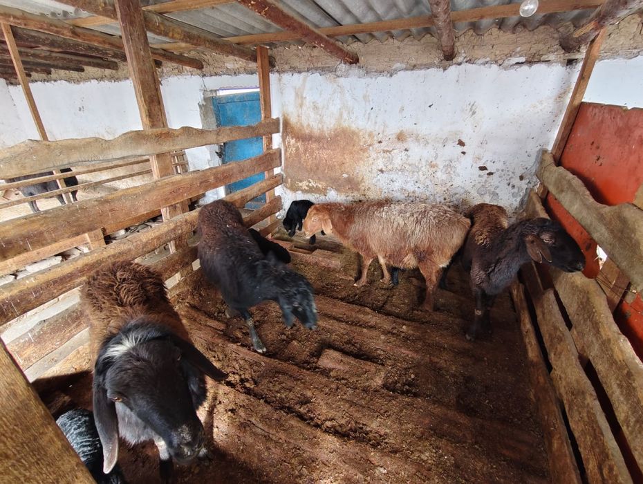 4 қозылы  қой    4 қозысы