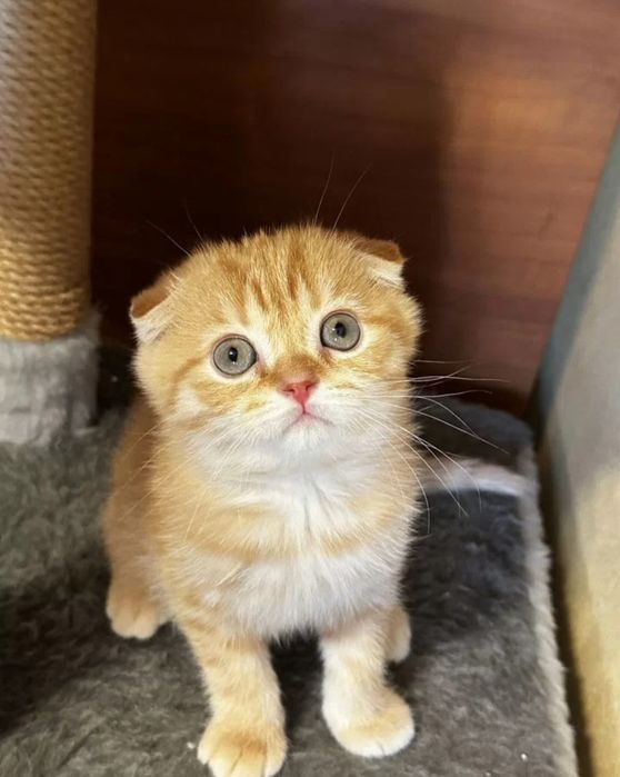 Шотландские вислоухие котята