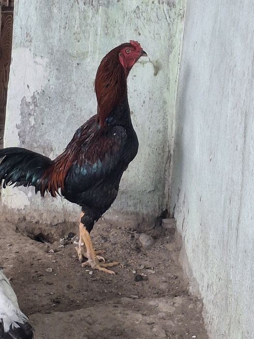 Дакан қораз сатылады.