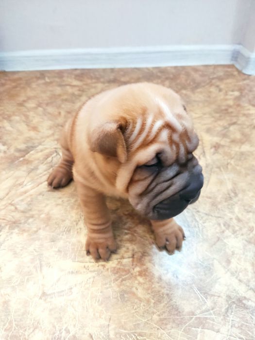 Продам щенков Шарпеев