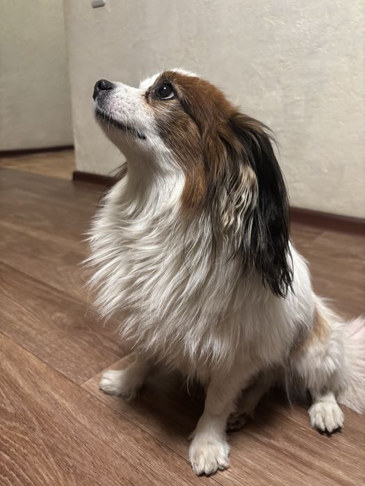 Продам  папийона