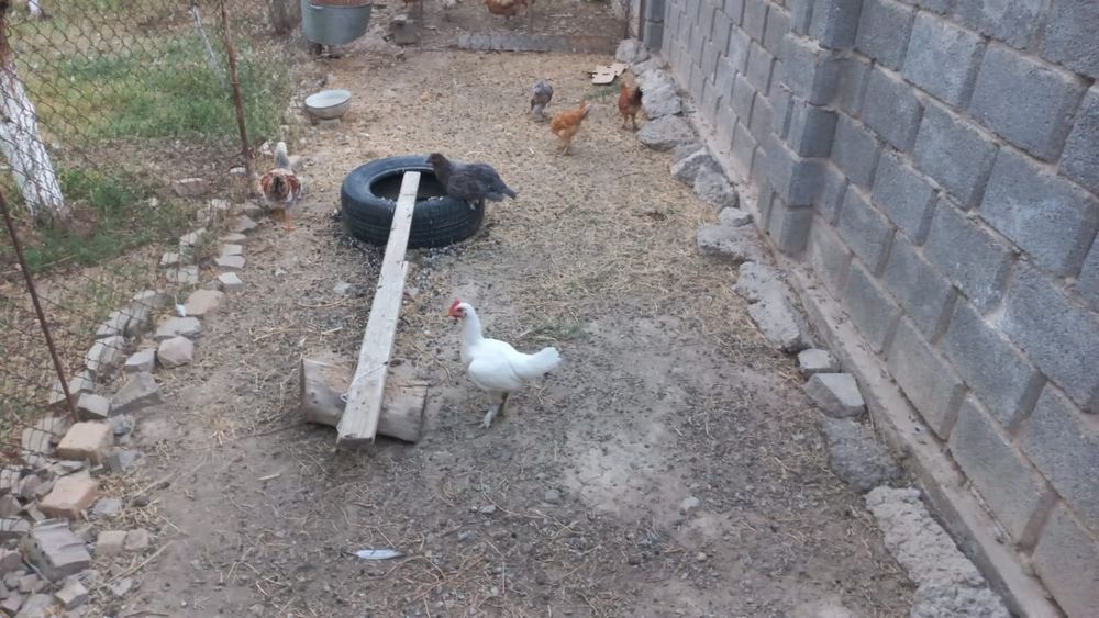 Тауық балапандар