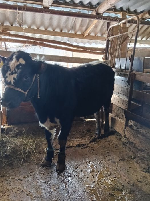 Бука бычок 1 жасар