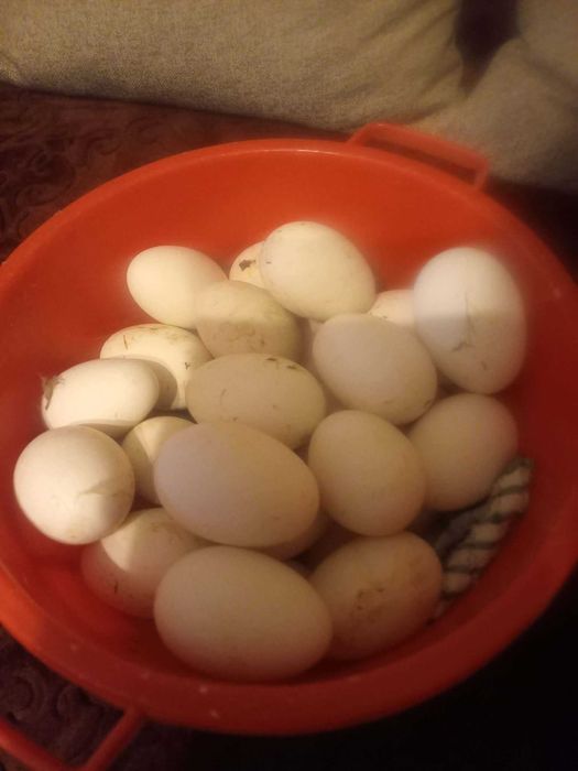 Vand 6 pui gaste Africane / oua de gasca